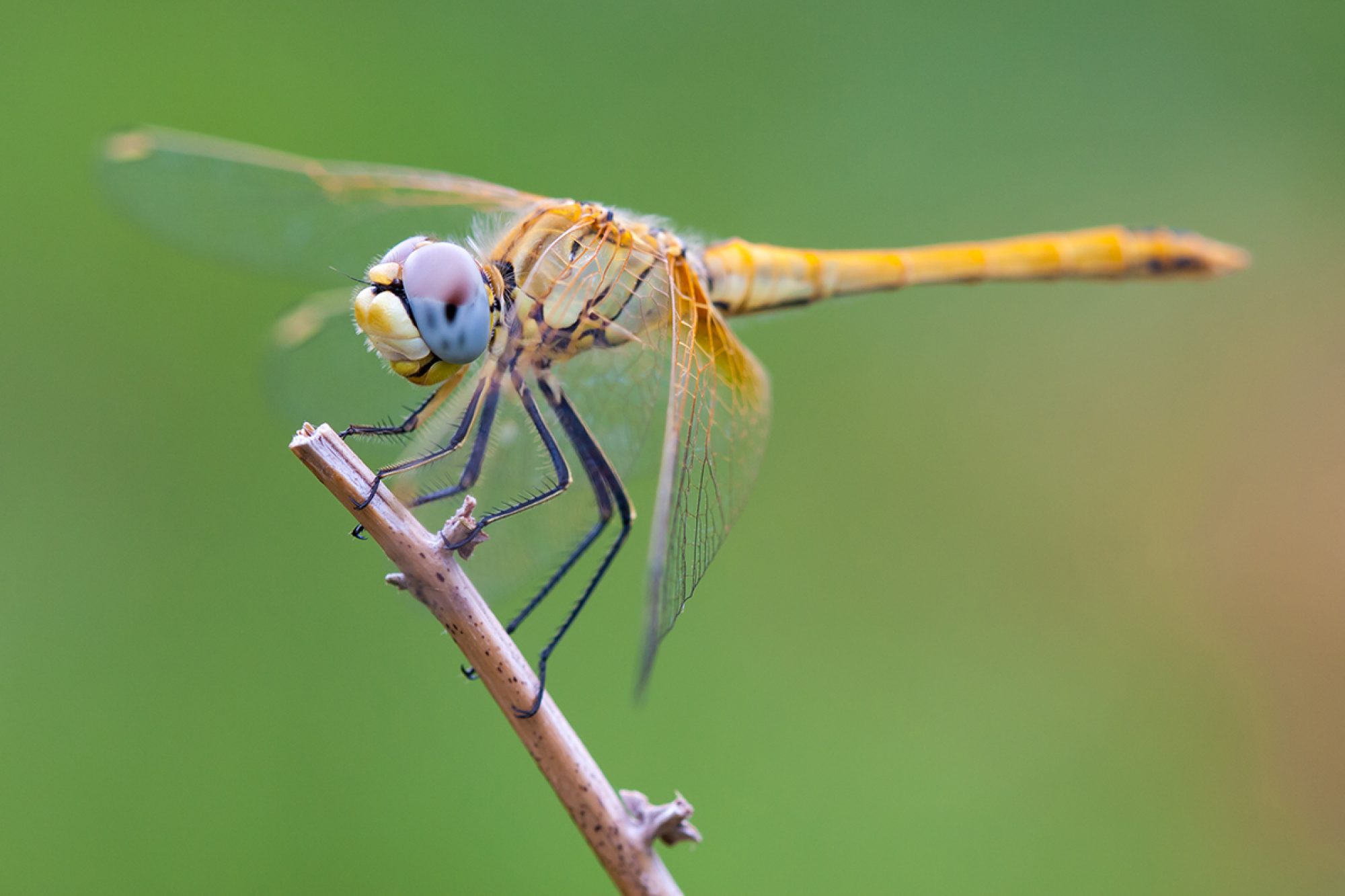 Sympetrum fonscolombii