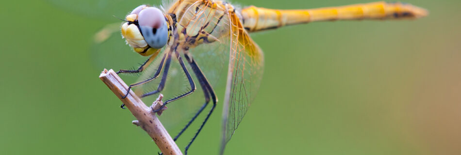 Sympetrum fonscolombii